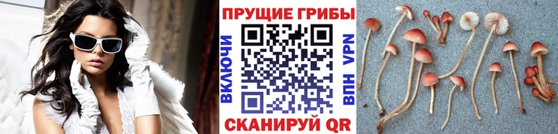 Псилоцибиновые грибы Magic Shrooms  закладки  Омутнинск 